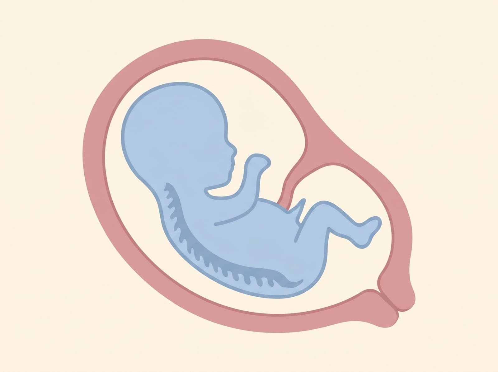 Ramzi theory ultrasound scan showing placenta position used to predict baby gender at 6-12 weeks